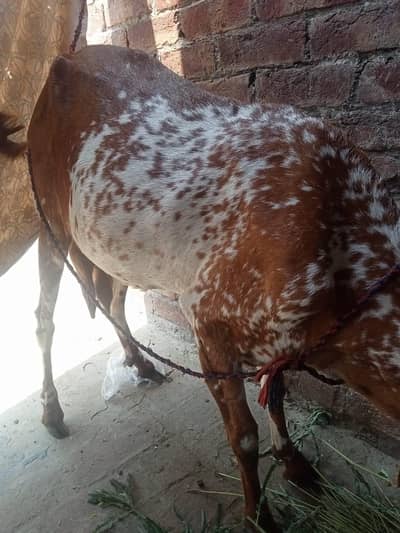 1 goat or ek baby gaot