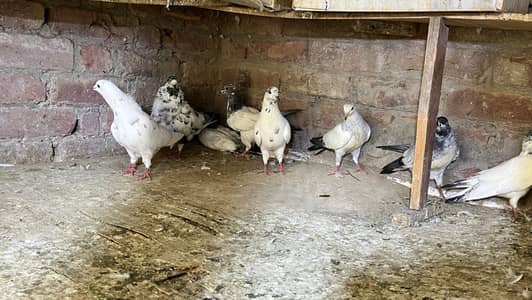 Birds For Sale | Pegions For Sale | Kabootr For Sale