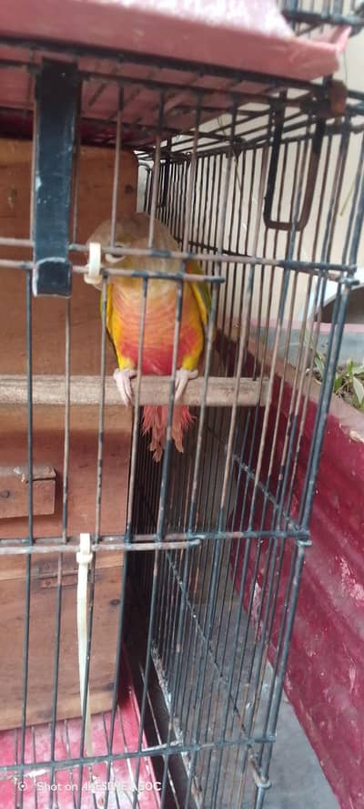 pineapple Conor healthy and active breeder pair no one issue
