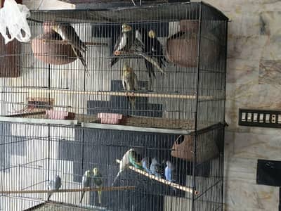 parrot setup for sell