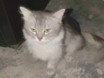 Persian male for sale