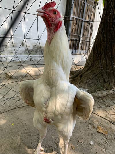 Aseel heera full white breeder