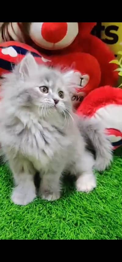 Quality Persian Punch face cat & kitten is03194866952Whatsapp