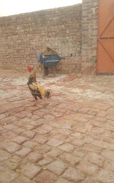 Aseel long highted double nok mazbot murga location hafizabad city
