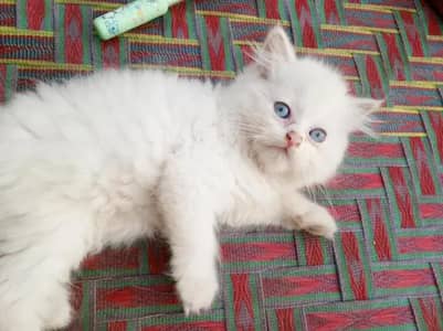 kitten for sale