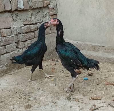 Aseel Hens, home breed