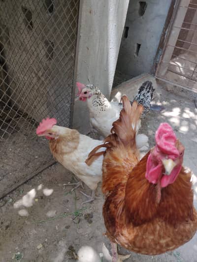 1 golden buff murga or 3 Desi murgiyan