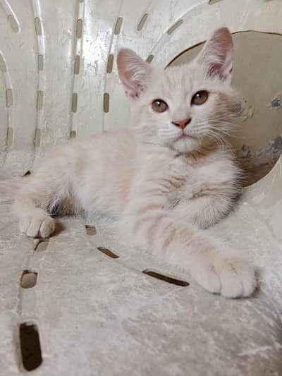 persian male kitten