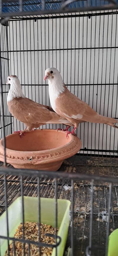 YELLOW KARBALAI BREEDER PAIR AVAILABLE