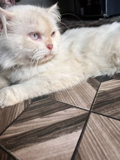 Well groomed Persian Cat for sale