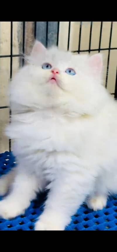 Quality Persian Punch face cat & kitten is03194866952Whatsapp