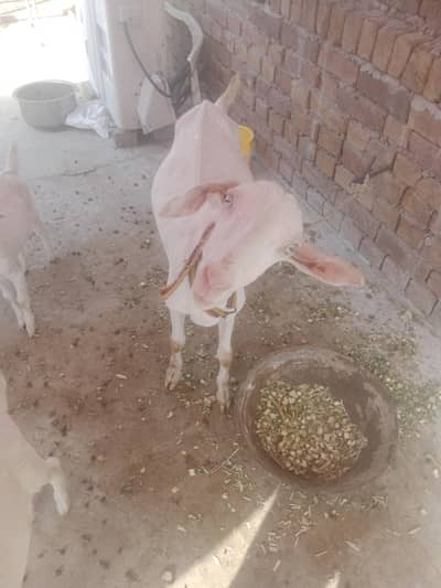 Gulabi Teddy Bakri