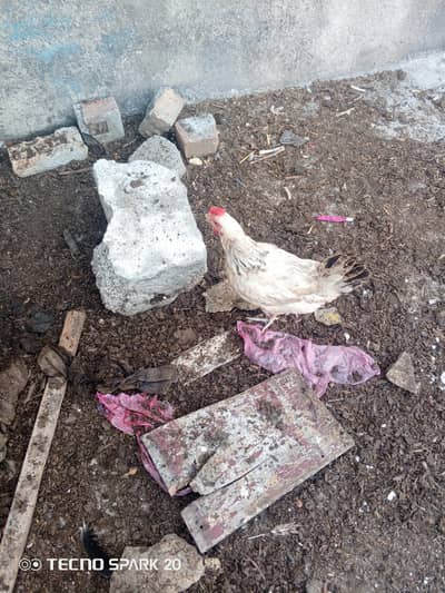 Golden misri hen for sale