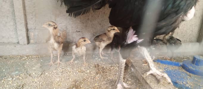 high quality chicks of aseel for sale