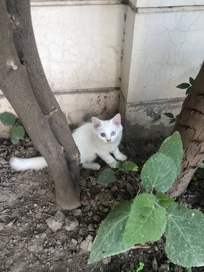 Semi punch face persian Odd eyes