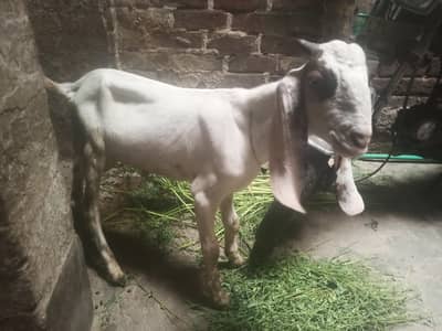 Rajanpure