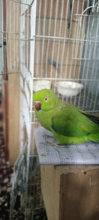 Healthy female Ringneck parrot for sale