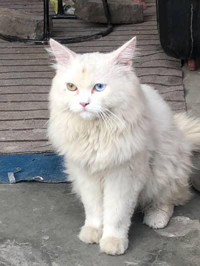 persion cat