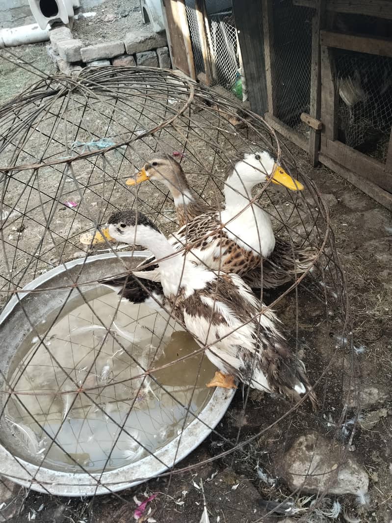 ducks 0