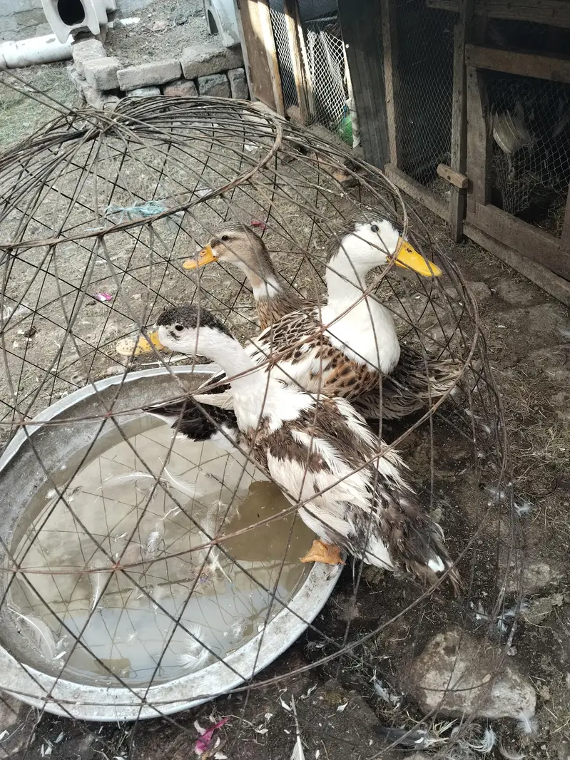 ducks