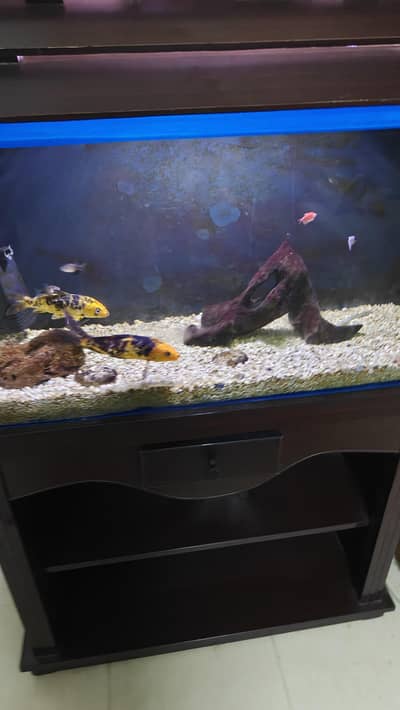 Fish Aquarium with fishes
