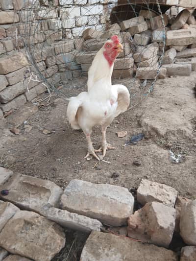 asel hera baby or pair