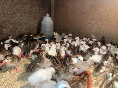 Chakor chicks