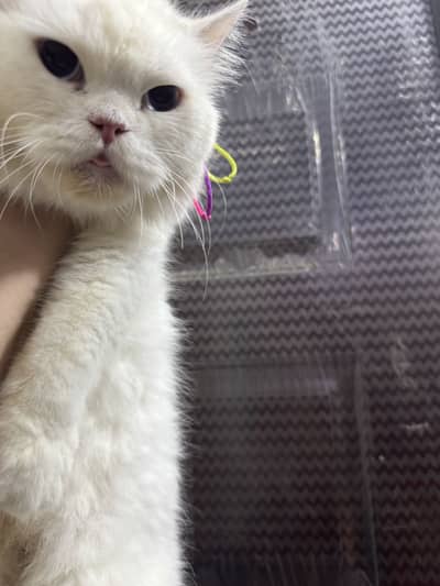 Persian friendly cat …. Cute and active mashallah …