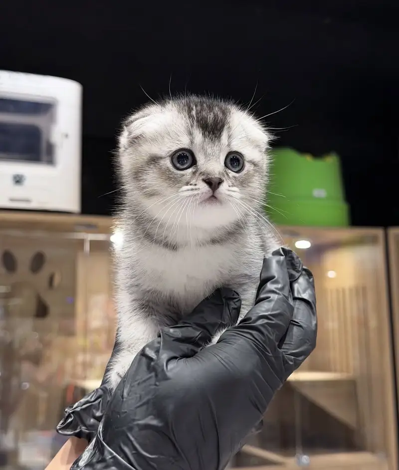 Scottish fold Kitten