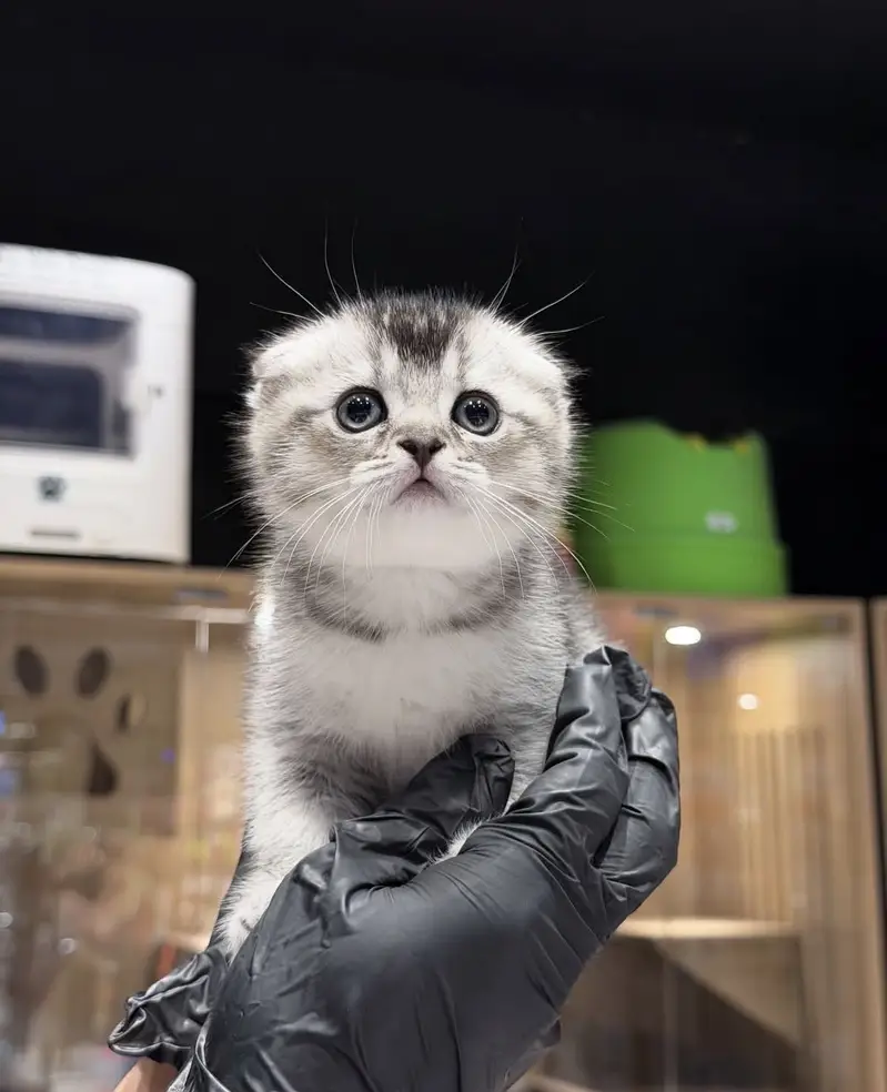 Scottish fold Kitten — photo 2