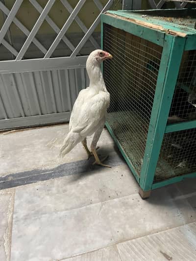 Hera Aseel Chick 6 months with blue eyes