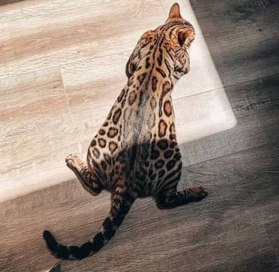Bengal Kittens Available