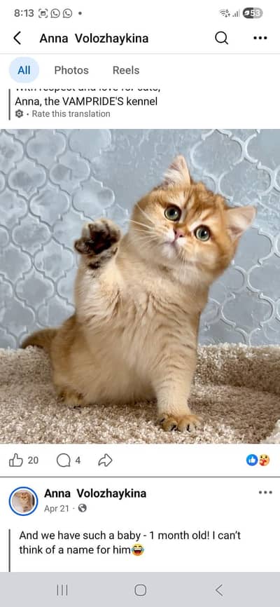 British Shorthair Kittens