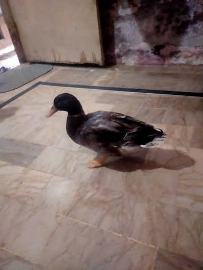 one duck