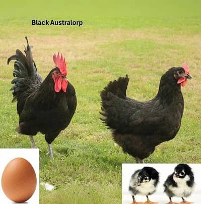 Black Australorp Chicks And Eggs