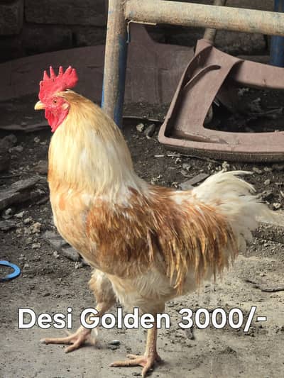 Desi and aseel mix