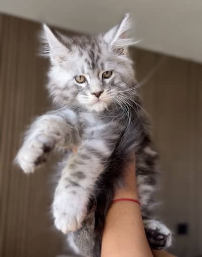 Maine Coon Kittens