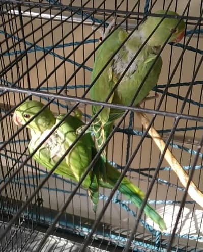 Ringneck Parrot Chicks
