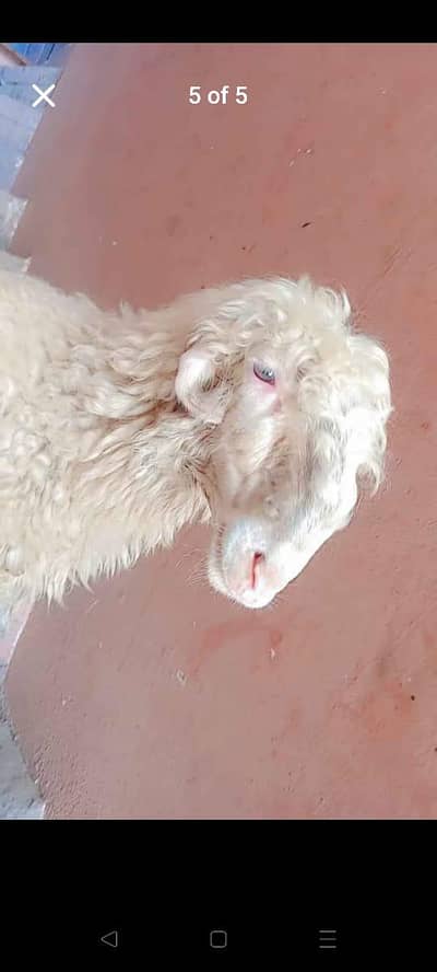 pure female mundari sheep