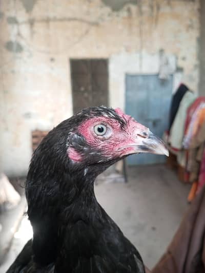 Aseel mushki mianwali hen
