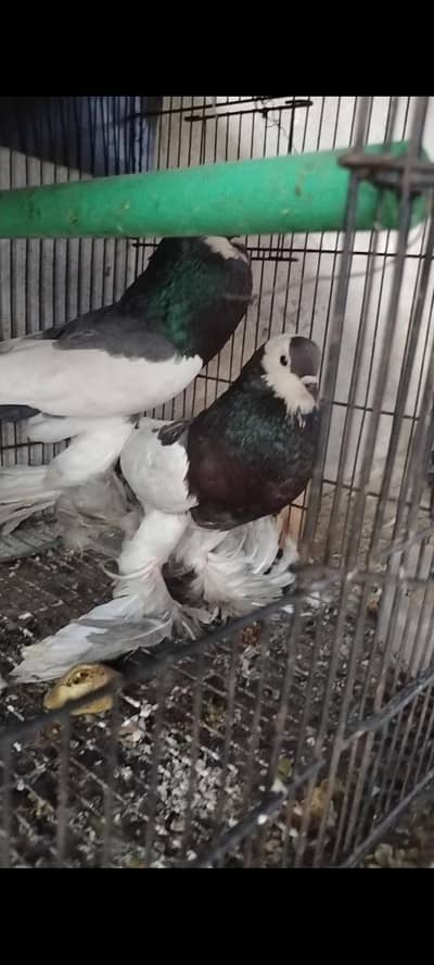 blue magpie bredr pair available ha
