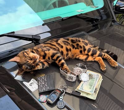 Bengal Kittens Available