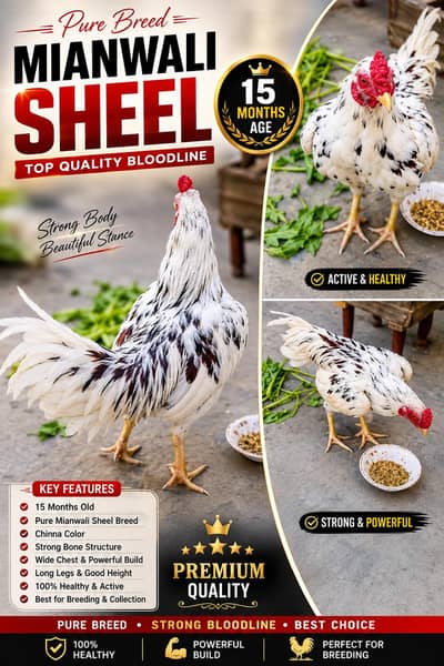 Original Mianwali Sheel Rooster