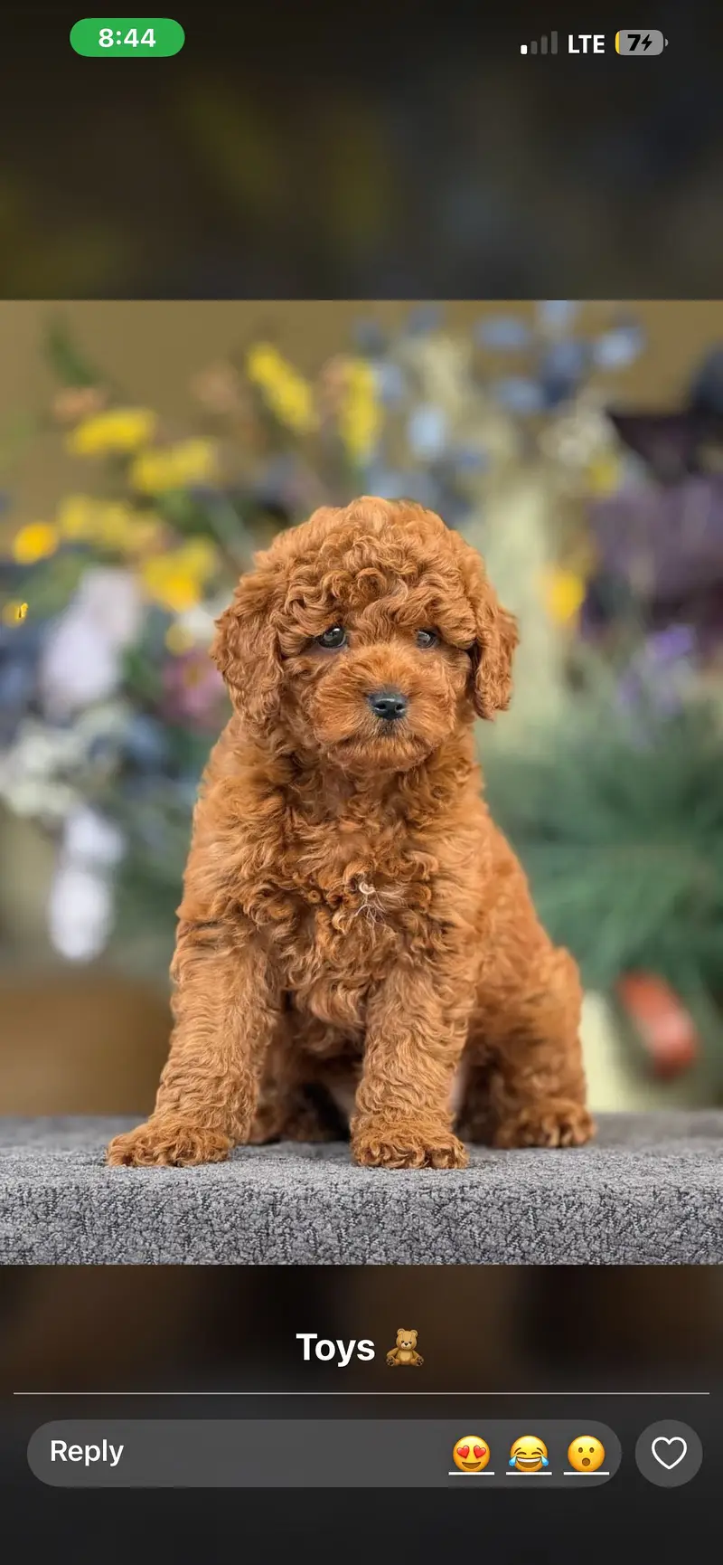 French Toy Poodle Puppies