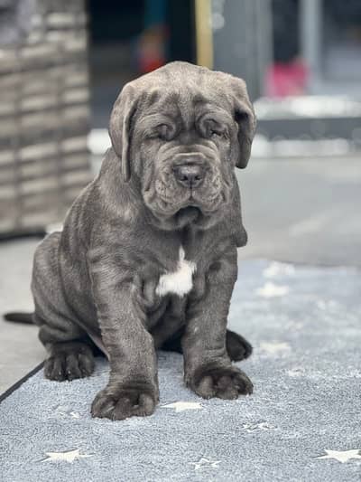 Cane Corso Puppies