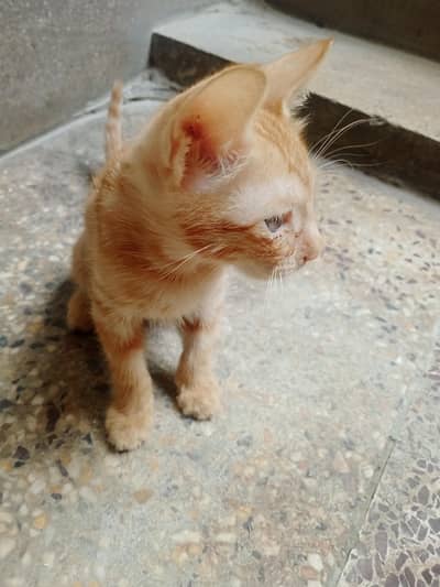 Kitten Available