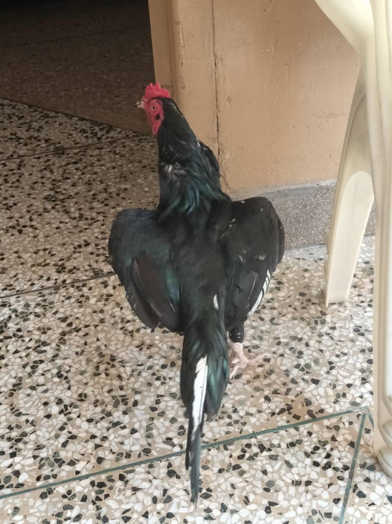 murga 1