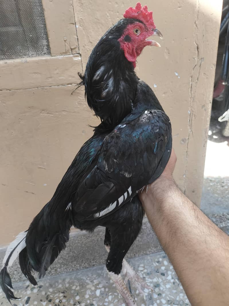 murga 2