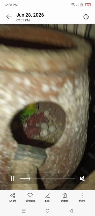 Australian bacho walay pair hai 03099076910