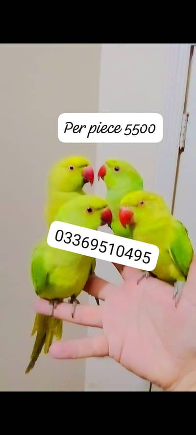 Green ringneck parrot handtame male female available